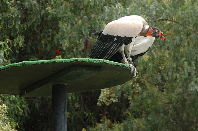 las aguilas jungle park