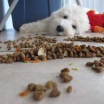 Tipos de comidas para perros: Descubre la mejor opción