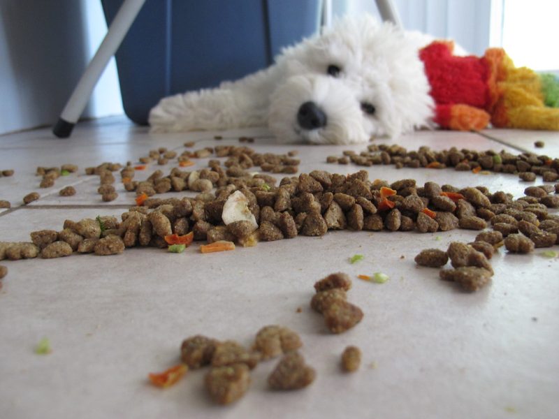 Alimentación para perros: Descubre las opciones ideales para tu compañero canino